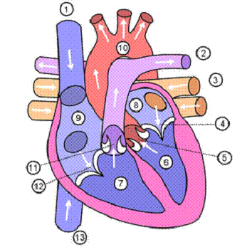 Picture of the heart with numbers on various structures